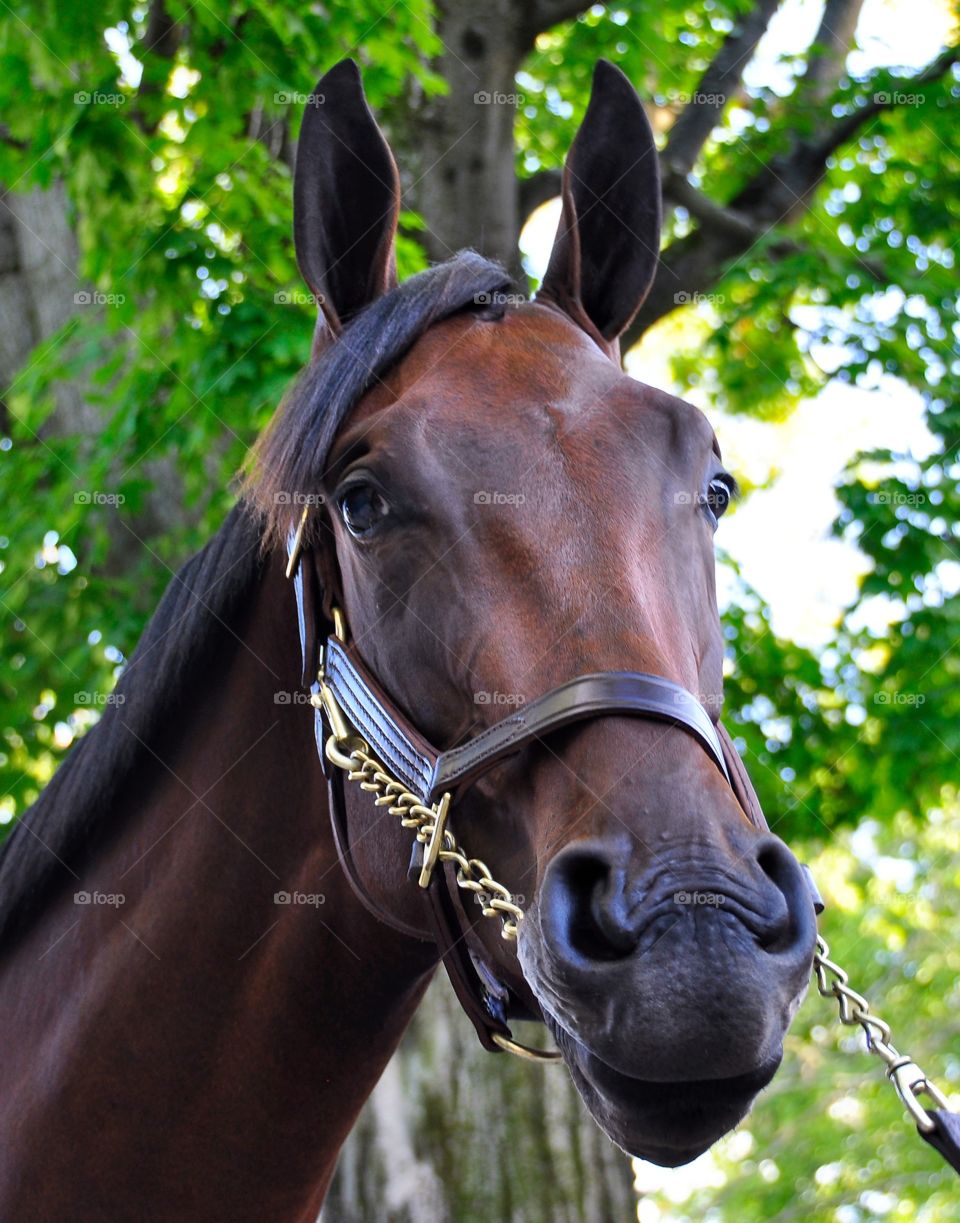  Yearling Colt at Fasig Tipton. A beautiful bay, yearling colt, at the Fasig Tipton sales auction. 
Zazzle.com/Fleetphoto 