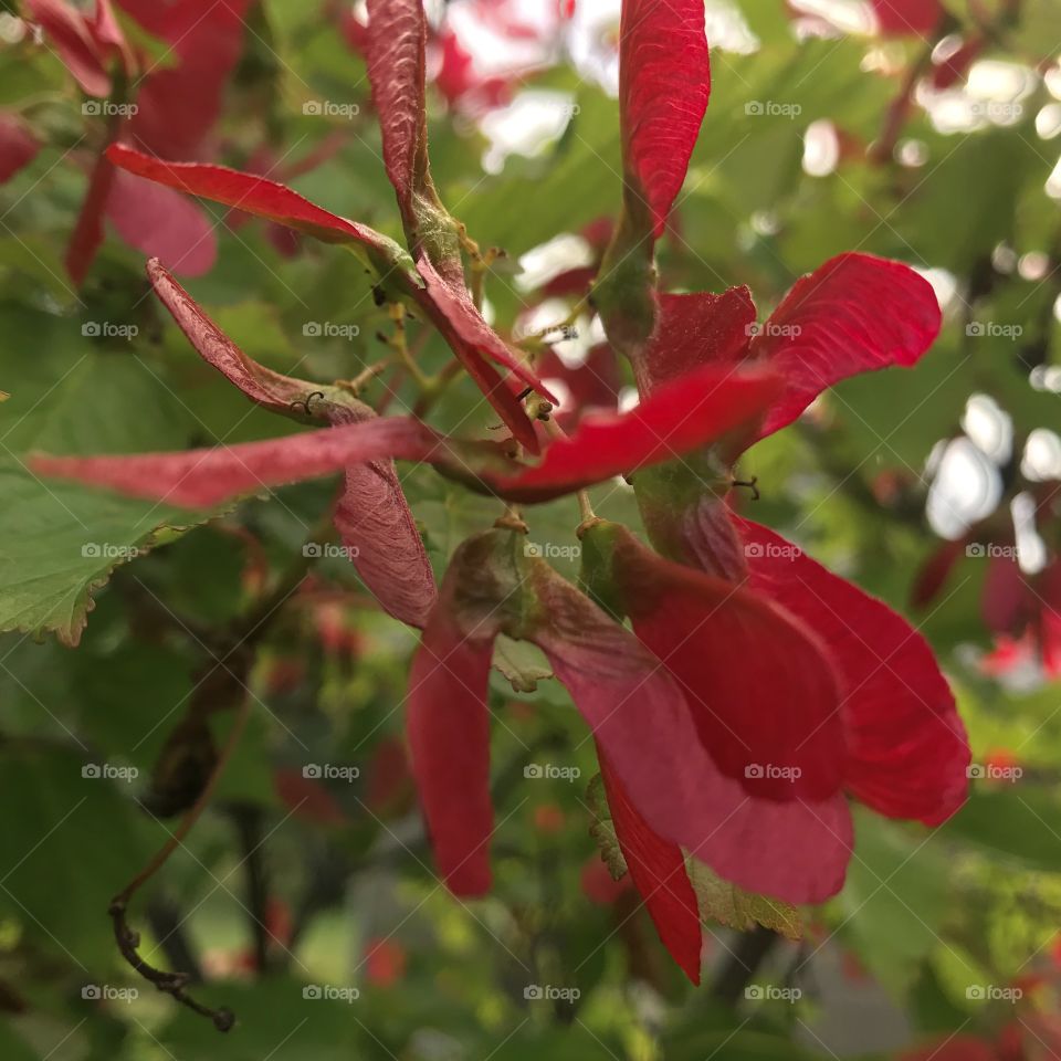 Prince Albert, SK, CA.  Flaming red seed pods of a maple tree