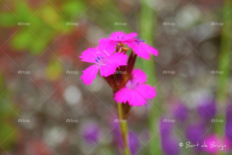 Very pink flower in close up.
