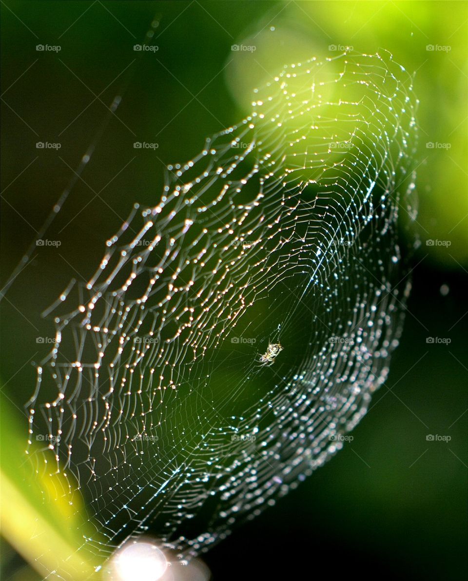 Orchard Orbweaver Spider in a Web
