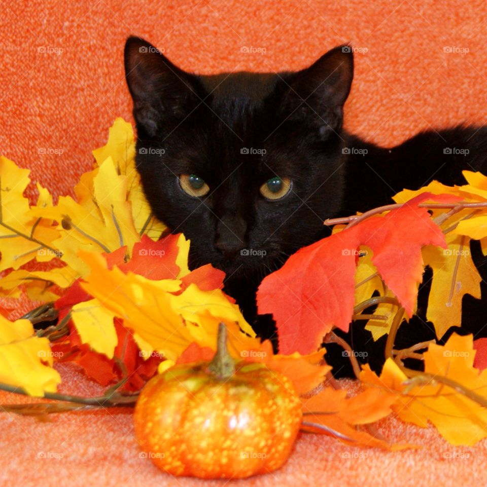 Black cat with autumn leaf