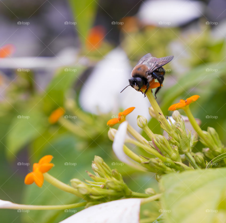 Close-up of honey bee on flower