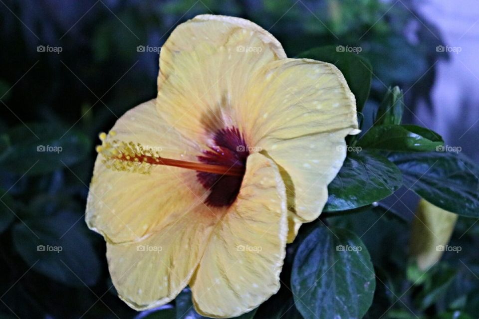beautiful yellow gumamela flower macro shot photo