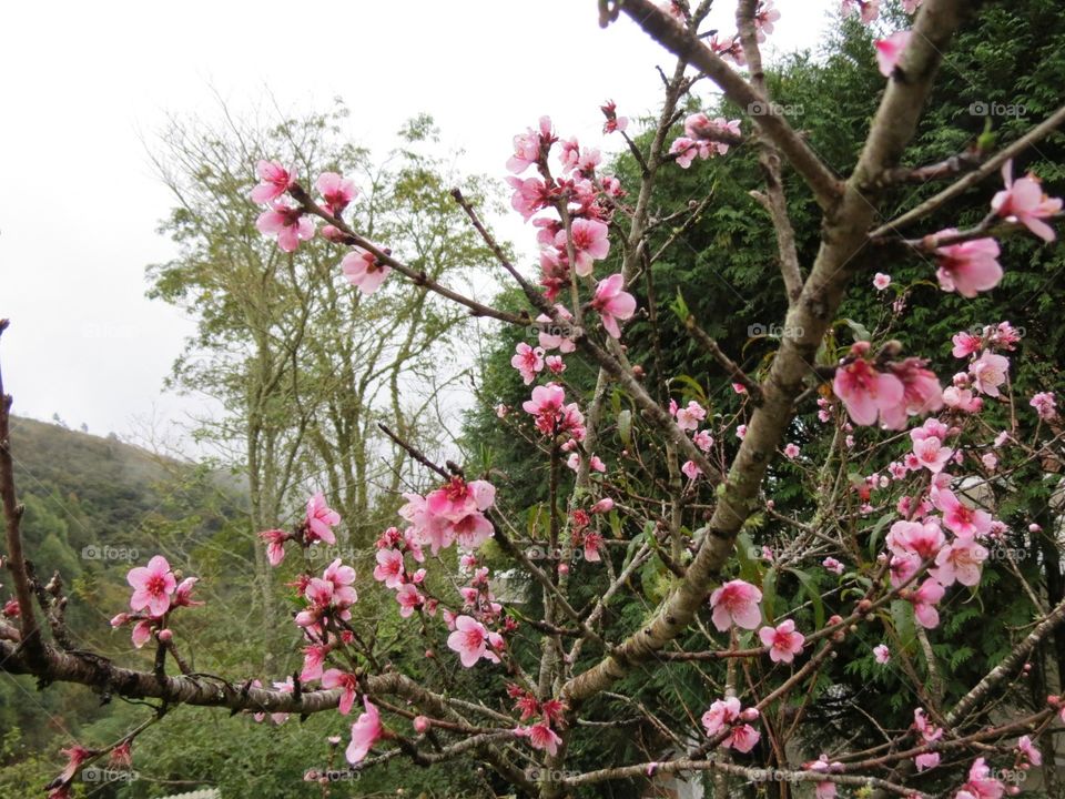 Peach flower