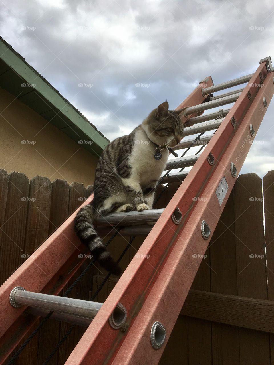 King of the ladder 