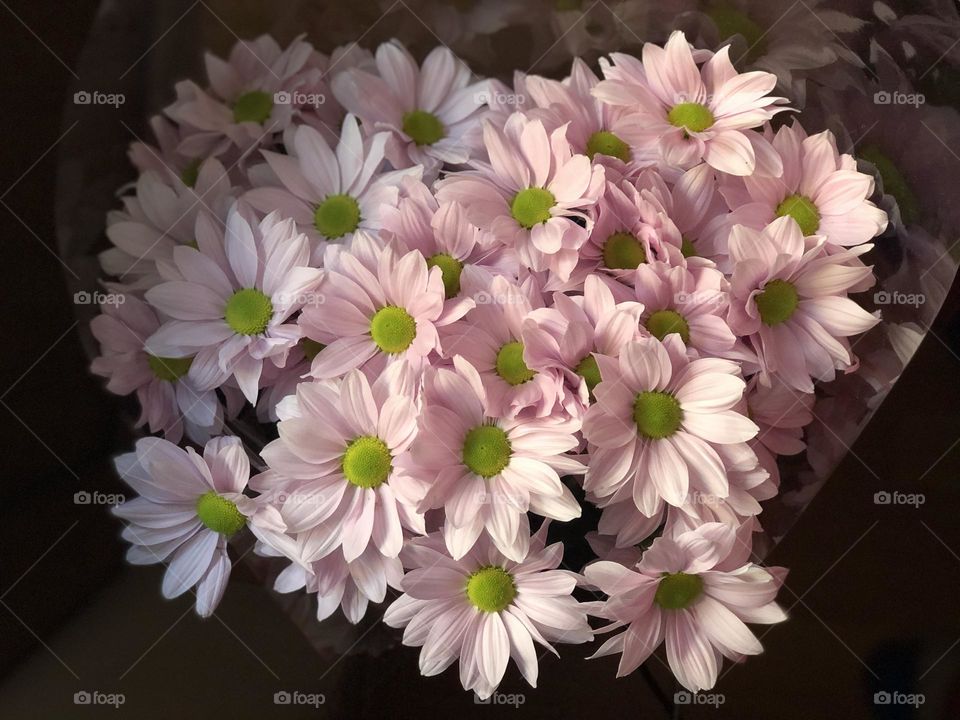 Pink flowers 