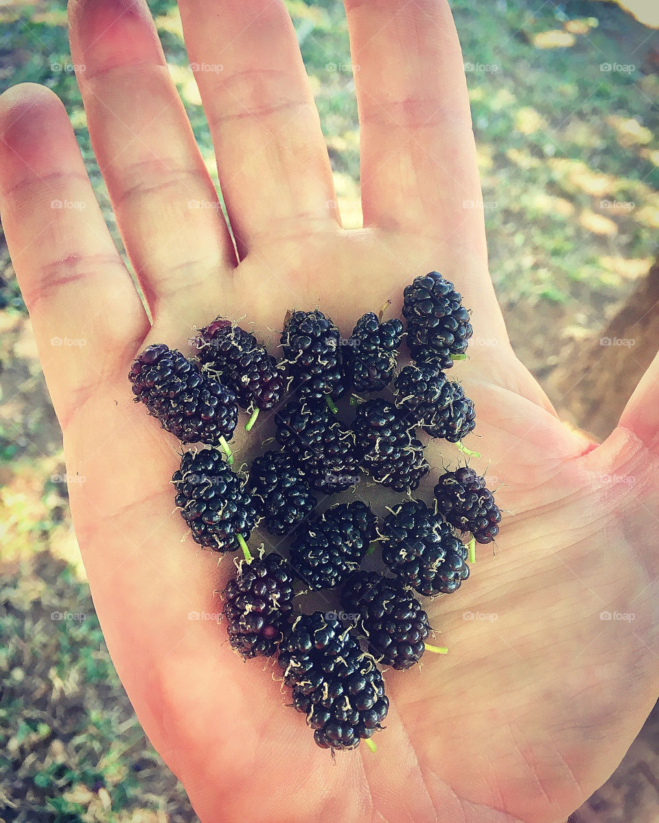 FOAP MISSIONS - FRUITS! 🇺🇸 Delicious blackberries from our garden. They are rich in vitamins and planted with great care! / 🇧🇷 Amoras deliciosas do nosso jardim. São elas ricas em vitaminas e plantadas com muito carinho!