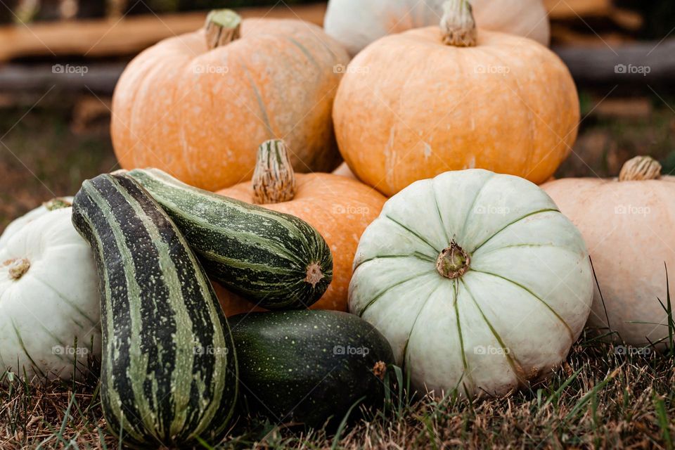 Autumn harvest of pumpkins and zucchini in the garden, season