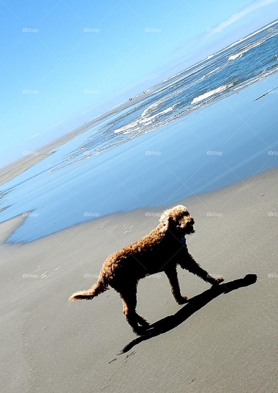beach dog