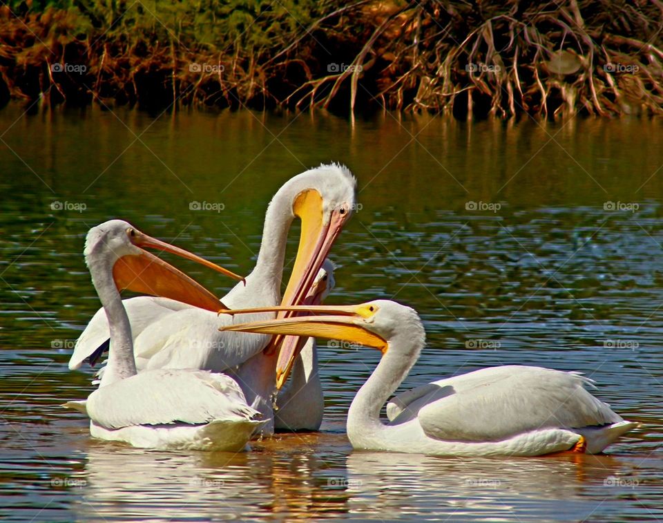 Three Pelicans Interacting in Water