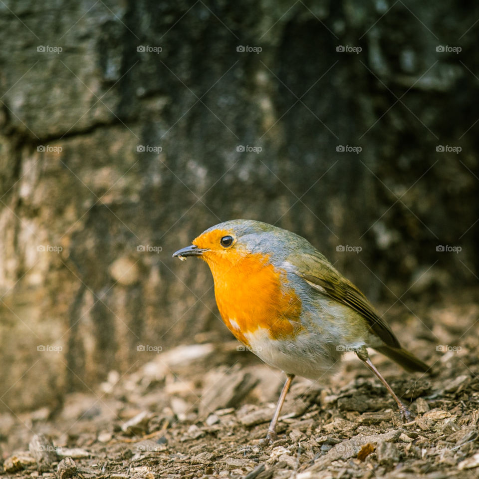 Bird, Wildlife, Nature, Tree, Wild