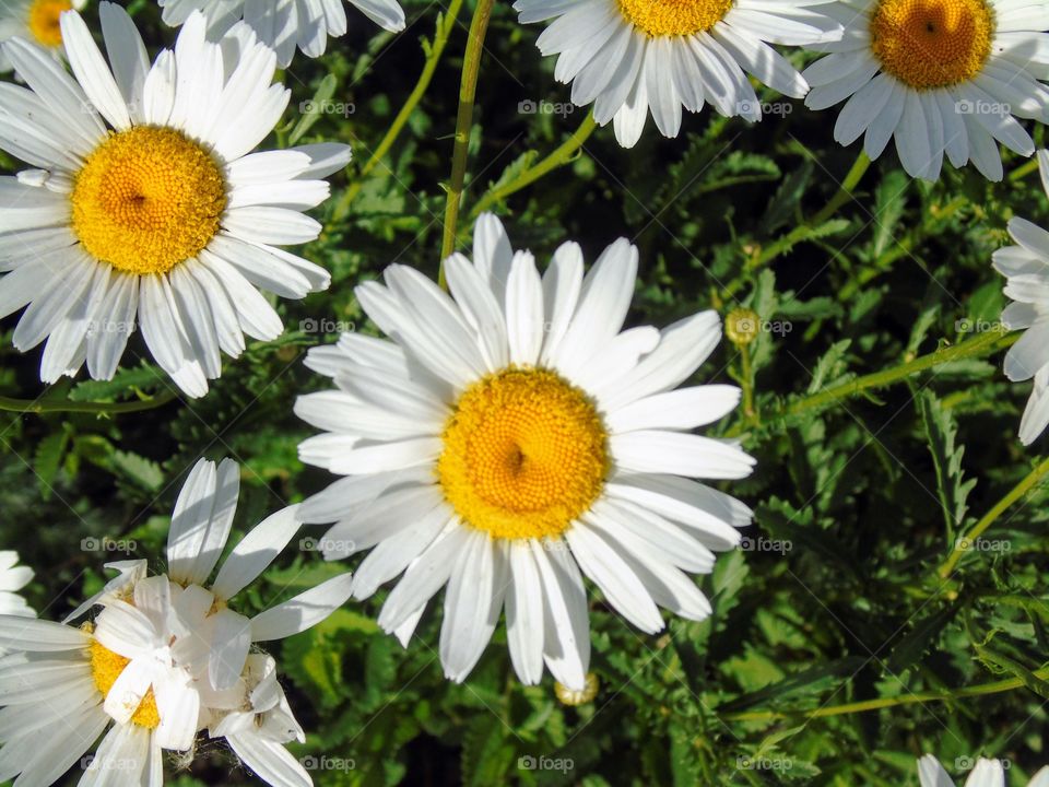 white daisies