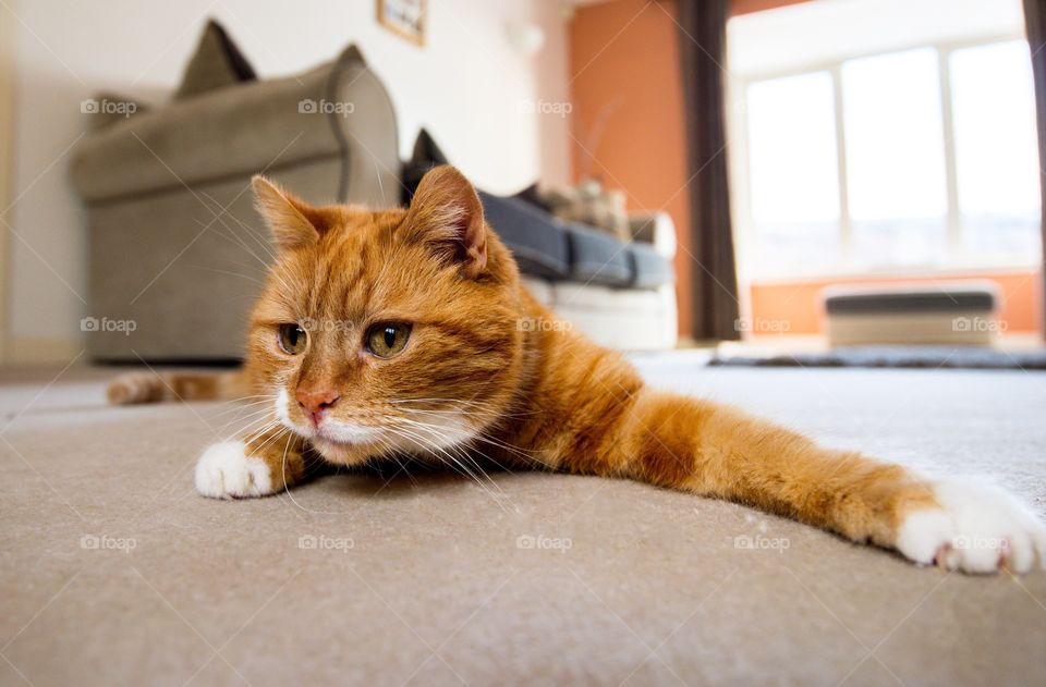 Cat playing indoors 