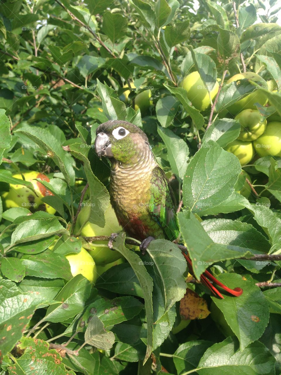 Green cheek conure. This is my baby in our Apple tree. He simply loved it
