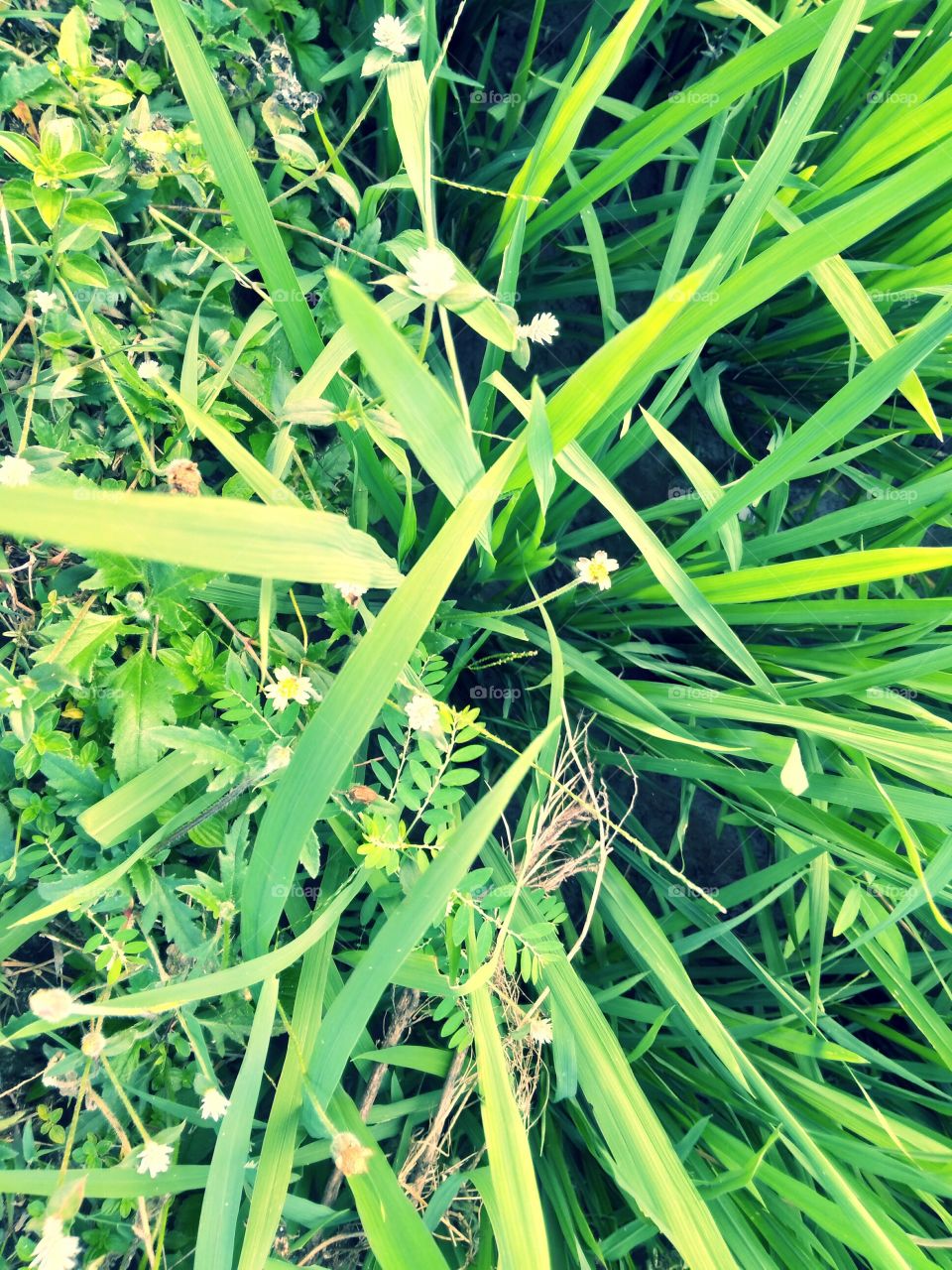 Grass