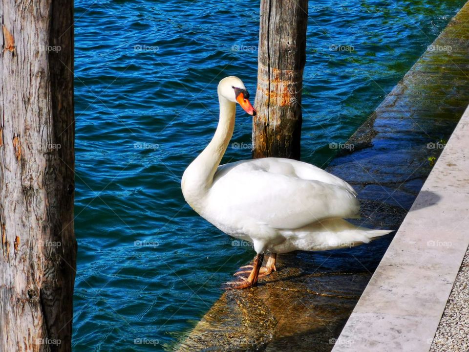 Swan standing beside the sea port
