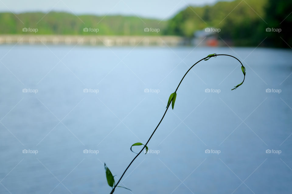 A single tendril of a delicate vine curls in front of a blurred lake and bridge in the background at Lake Johnson Park in Raleigh North Carolina. 