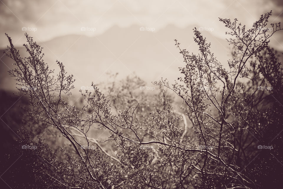 Desert Southwest. Hiking near Four Peaks outside Phoenix Arizona