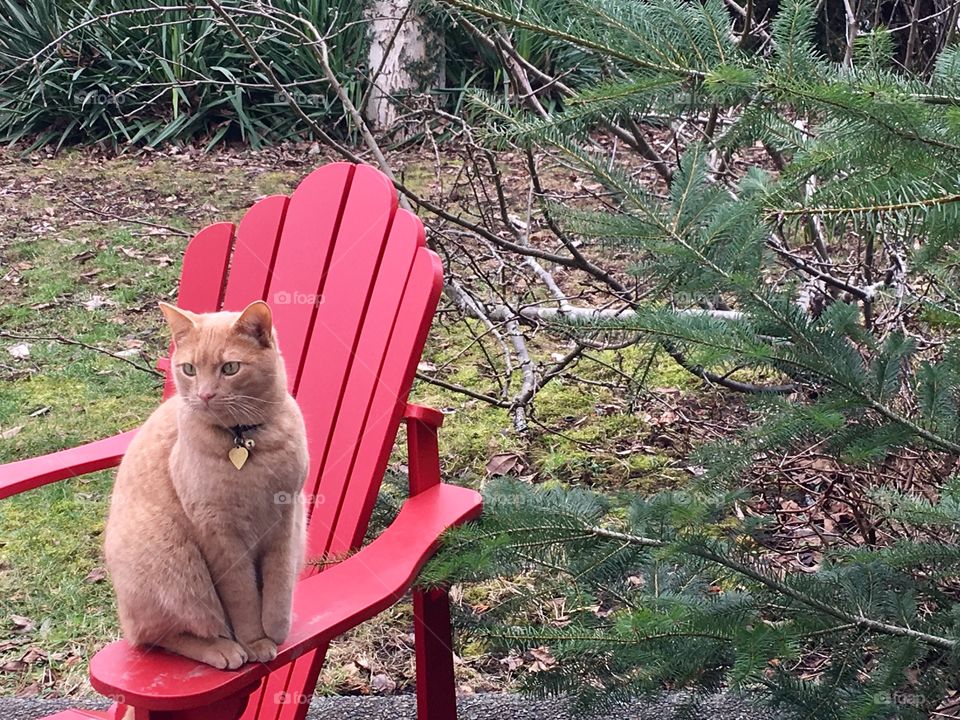 Cat on a chair