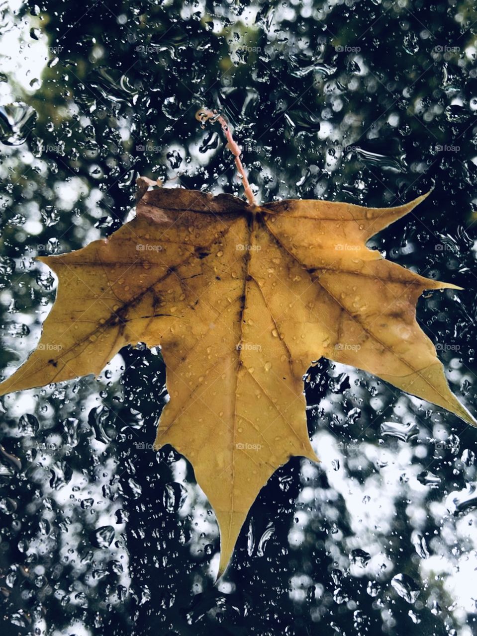 Yellow maple leaf stuck to a car window