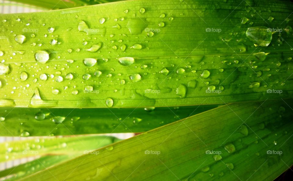 water drop on the grean leaf