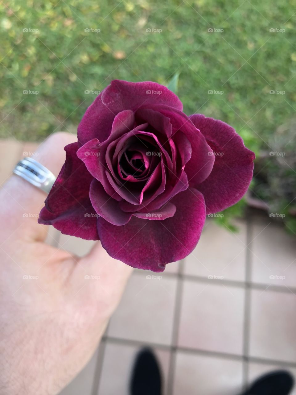 Black beautiful elegant rose