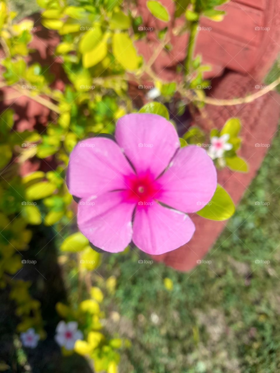 portrait of a plant