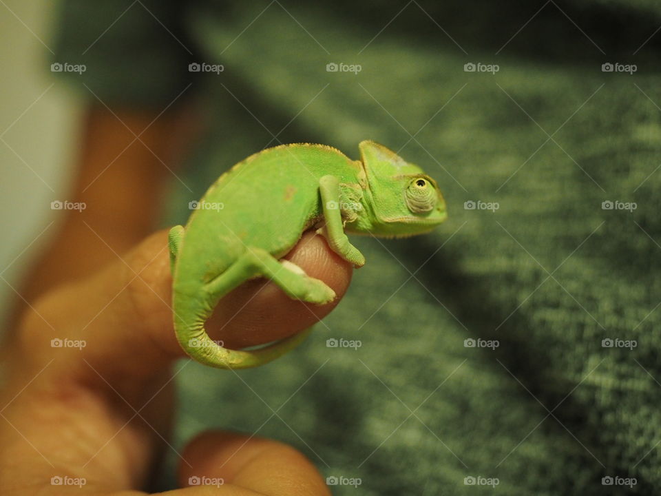 Chameleon, reptiles, tiny