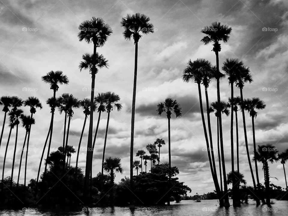 Low angle of palms silhouetted 