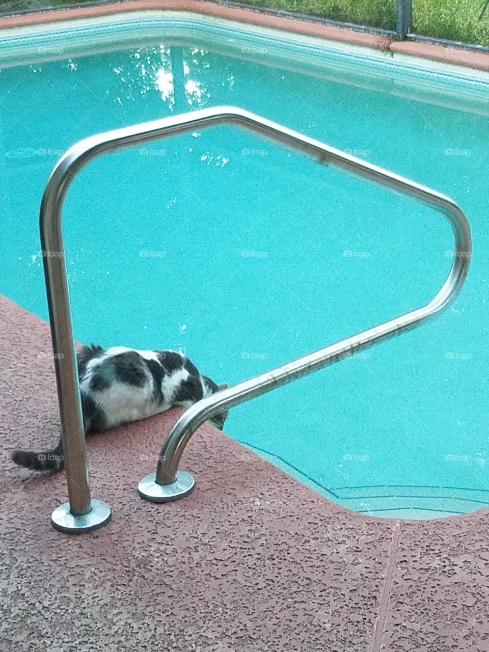 Cat hydrating