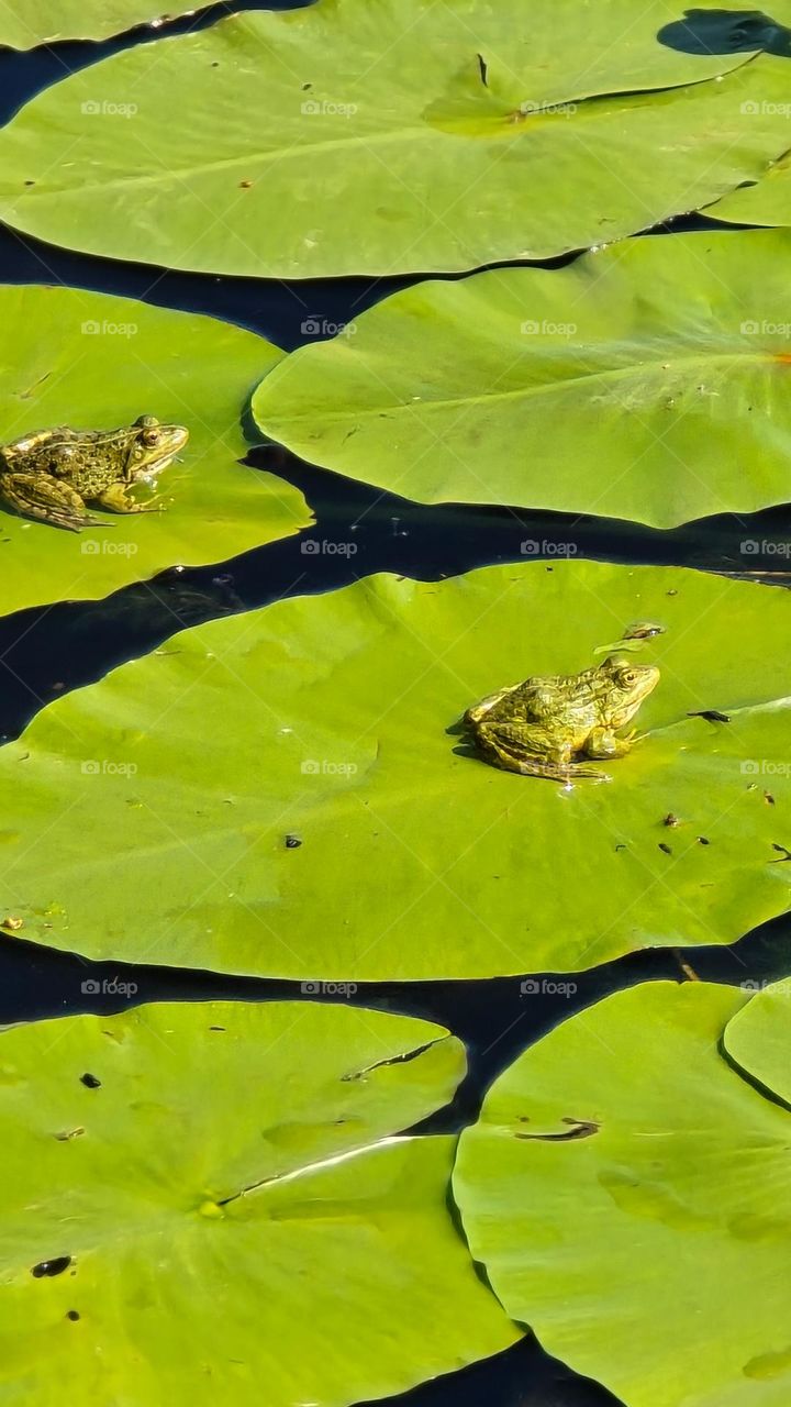 Photo of a frog sitting on a sea grass nymph in a pond