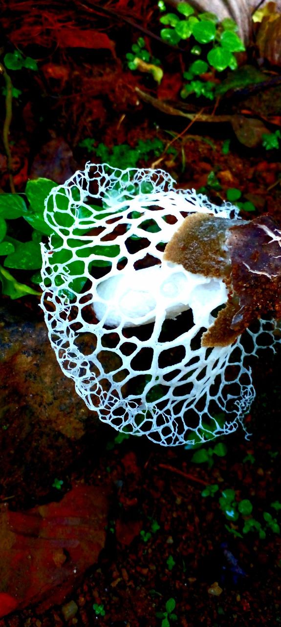 naturelove, mushroom