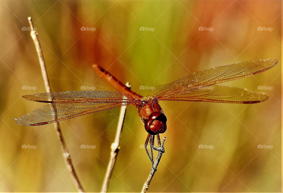 Dragonfly