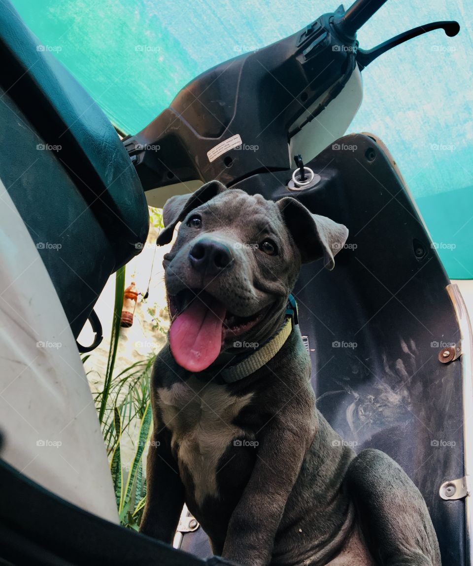 Hii all my name is joy and I love to ride on scooty with my owner 😎