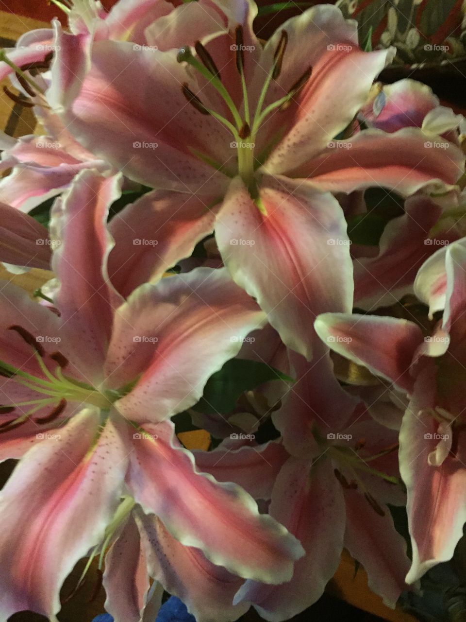 Petals. Stargazer lilies arrangement at home.