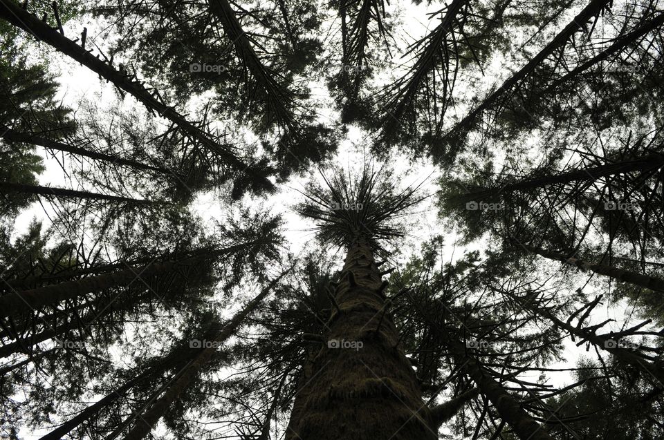 From my perspective . Hiking and taking a pic of all the trees around 