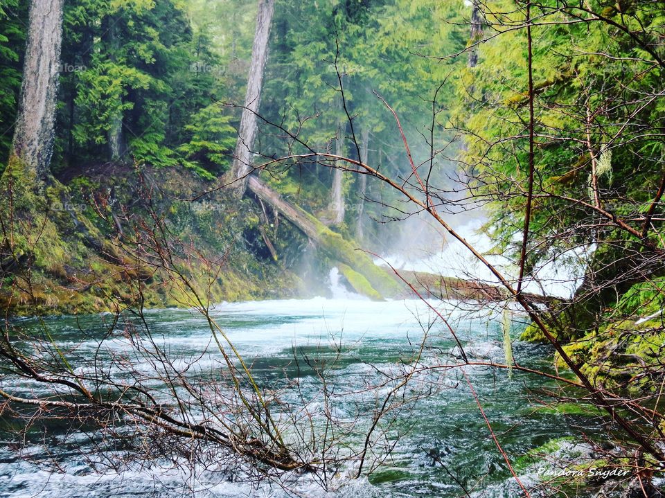 McKenzie River And It's Wild Spring Waters. 