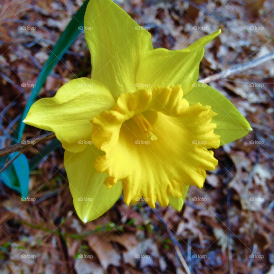 Daffodil Alone in The Woods. Bulbous