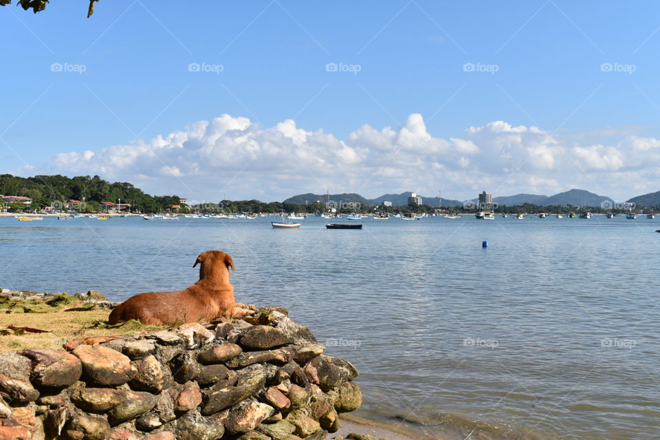 Dog watching the beatifull view