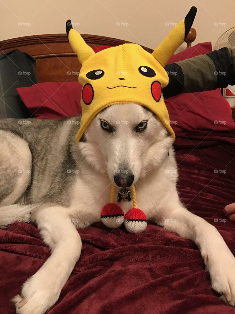 Orion wearing a Pikachu hat
