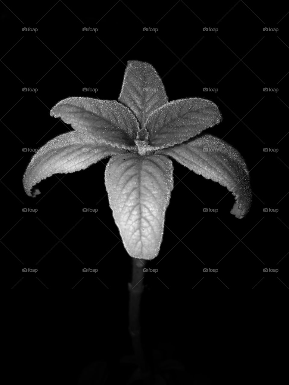 Minimalist black and white - small plant, at night. Photo with iPhone and flashlight 