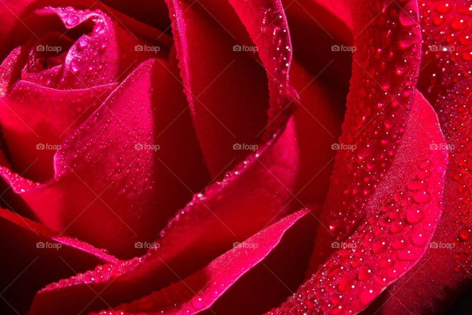 Closeup of a red rose dew drop. Photo of a red rose with few dew drops on petals