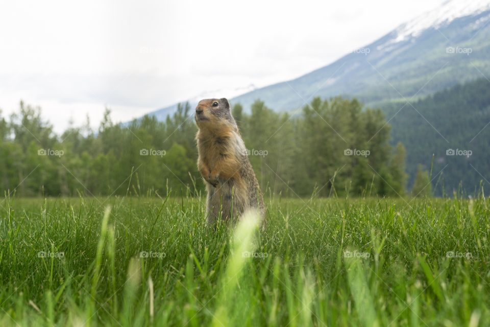 Prairie dog in meadow lands