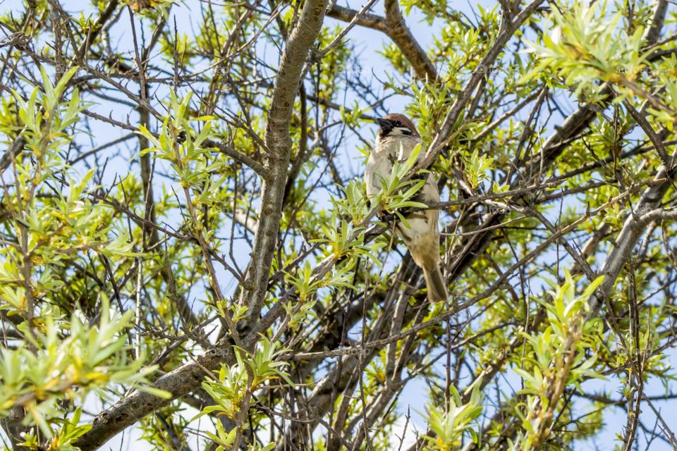 Sparrow on an olive branch.