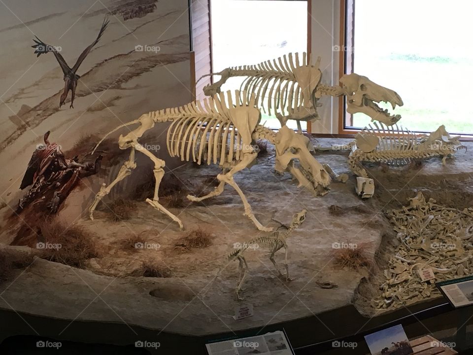 Prehistoric bones
