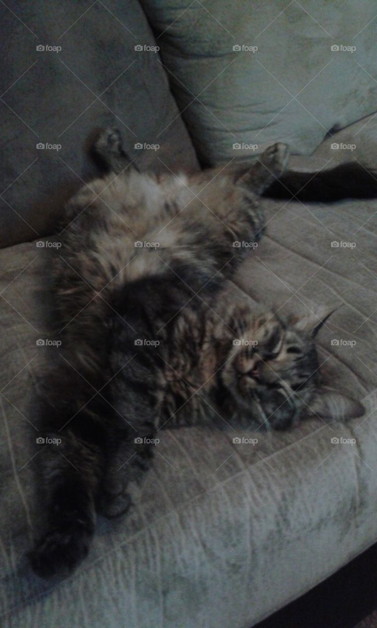 Yoga Cat. This is comfortable? 