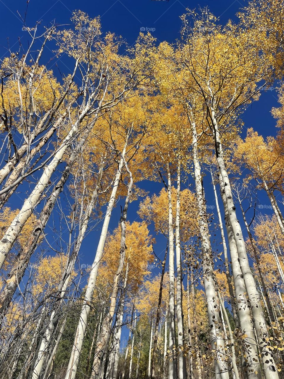 Look Up in Aspen