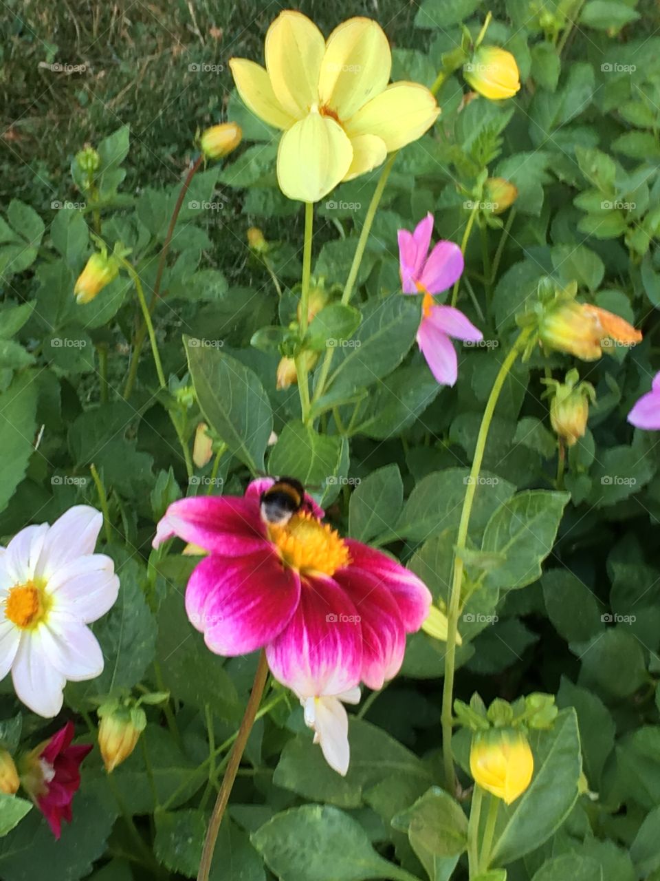 Bee on Dahlia flowers in botany garden at Kalofer monastery at Bulgaria
