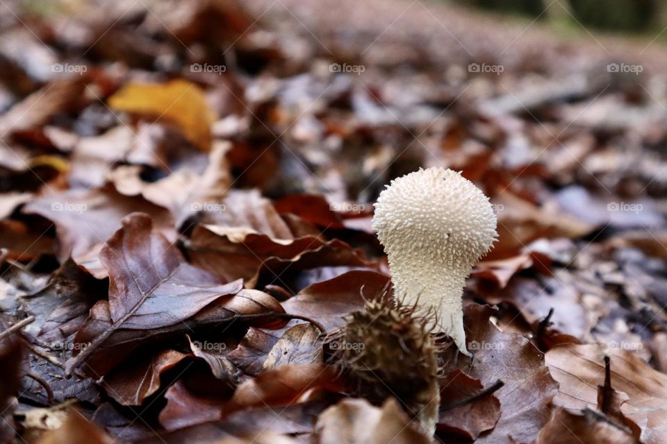 White mushroom between fall leaves 