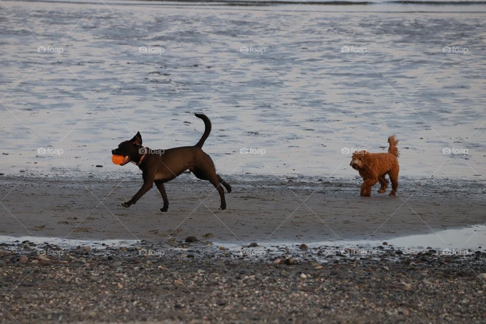 Dogs playing on the beach 